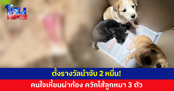 ตั้งรางวัลนำจับ 2 หมื่น! คนใจเหี้ยมผ่าท้อง ควักไส้ลูกหมา 3 ตัว 