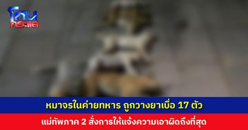 หมาจรในค่ายทหาร ถูกวางยาเบื่อ 17 ตัว แม่ทัพภาค 2 สั่งการให้แจ้งความเอาผิดถึงที่สุด