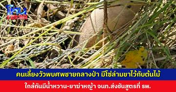 คนเลี้ยงวัวพบศพชายกลางป่า มีโซ่ล่ามขาไว้กับต้นไม้ ใกล้กันมีน้ำหวาน-ยาฆ่าหญ้า เจ้าหน้าที่คาดเสียชีวิตมาแล้ว 2-3 วัน