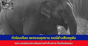 โซเชียลเดือดทัวร์ลงยับหลังกรมอุทยานฯ แจงปม "สีดอหูพับ" สิ้นใจ ชาวเน็ตแห่คอมเมนต์จวกแรง ถามหาความรับผิดชอบ ชี้เจ้าหน้าที่บกพร่องประเมินพลาดทำช้างตาย