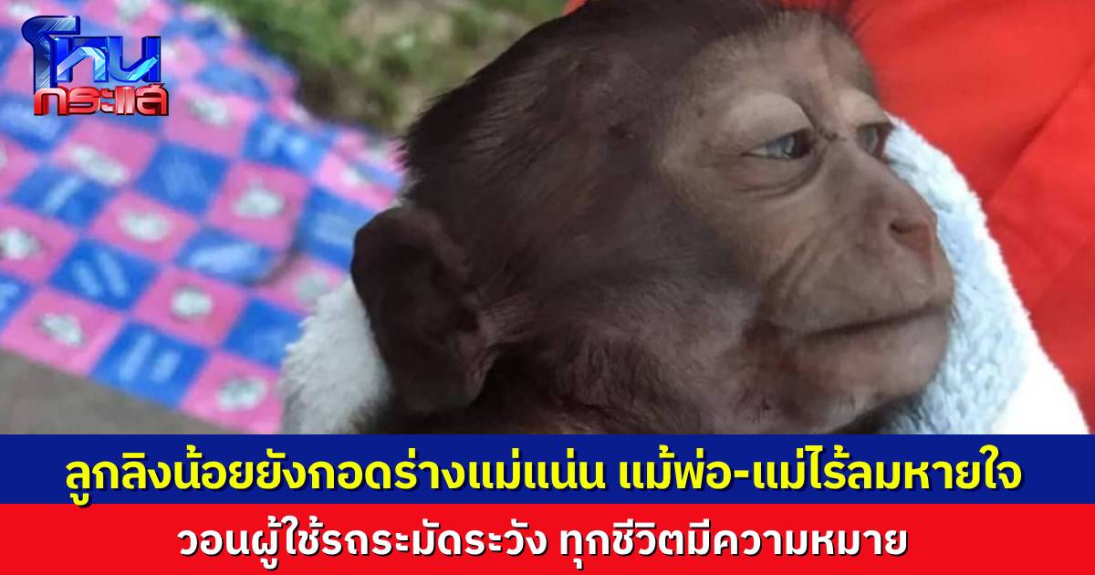สลดใจ ลิงแสม 2 ผัวเมีย นอนตายร่างหนุนเกยกัน ลูกลิงน้อยอาการสาหัส สลบอยู่ทั้งที่ยังกอดร่างแม่แน่น