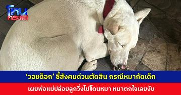 ดรามา ‘หมากัดเด็ก’ ยังไม่จบ ‘วอชด็อก’ ชี้สังคมด่วนตัดสิน วอนแยกแยะข้อเท็จจริงออกจากอารมณ์