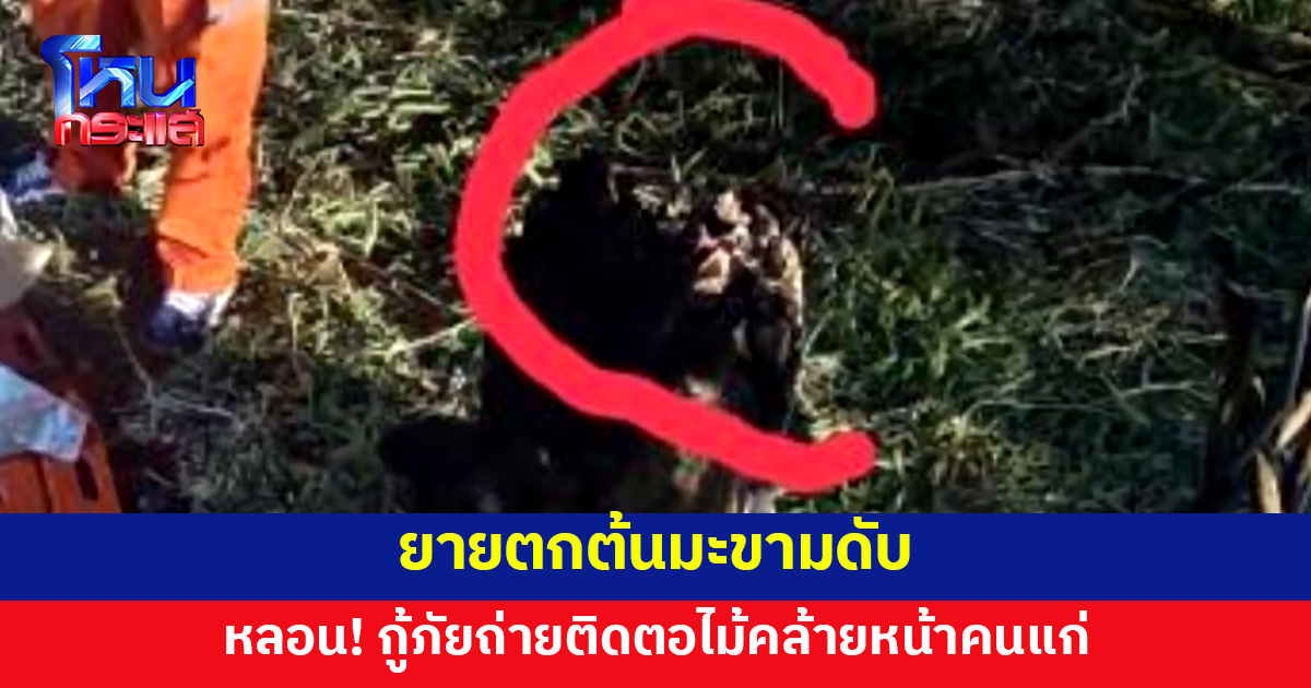คล้ายหน้าคนแก่จ้อง! ยายตกต้นมะขามดับ กู้ภัยถ่ายจุดเกิดเหตุ ถึงกับขนหัวลุก 