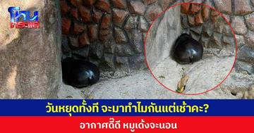 วันหยุดทั้งที จะมาทำไมกันแต่เช้าคะ?  อากาศดี๊ดี หมูเด้งจะนอน