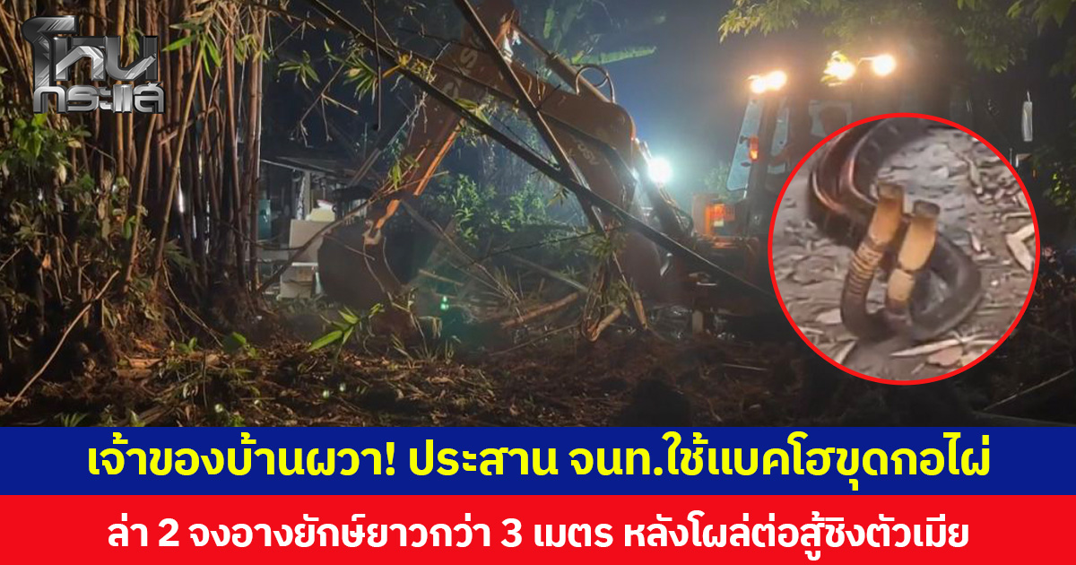 เจ้าของบ้านผวา! ประสาน จนท.ใช้รถแบคโฮขุดกอไผ่ ล่า 2 จงอางยักษ์ยาวกว่า 3 เมตร หลังโผล่ต่อสู้ชิงตัวเมีย