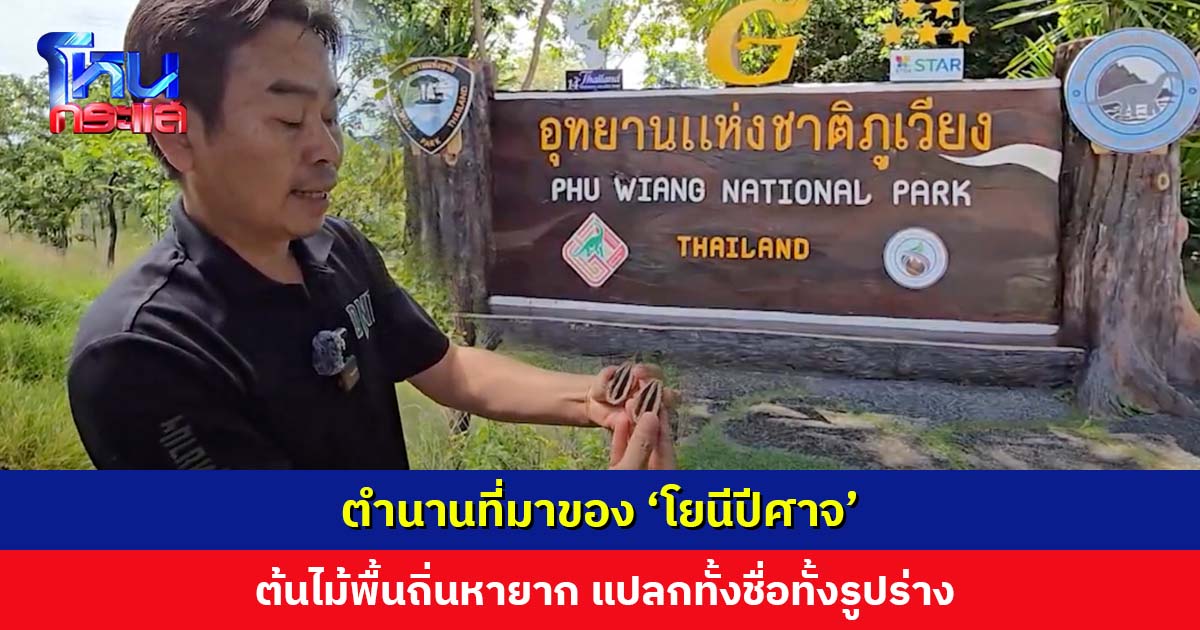 ตำนานที่มาของ ‘โยนีปีศาจ’ ต้นไม้พื้นถิ่นหายาก แปลกทั้งชื่อและรูปร่าง