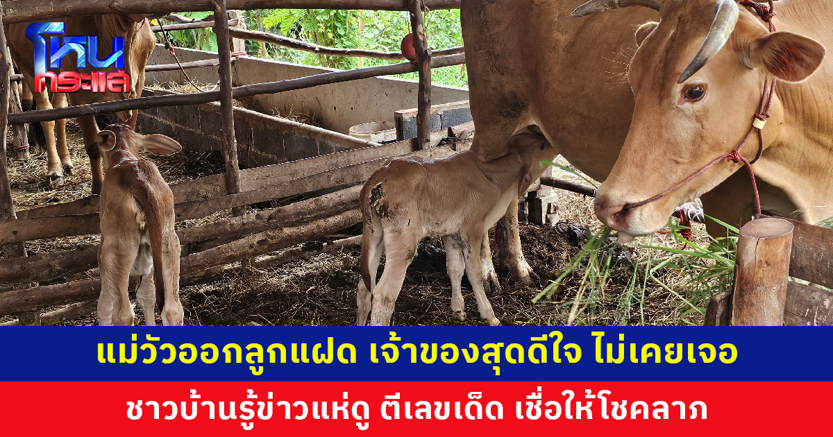 แม่วัวออกลูกแฝด เจ้าของประหลาดใจ ไม่เคยเจอ ชาวบ้านรู้ข่าวแห่ดู เชื่อให้โชคลาภ
