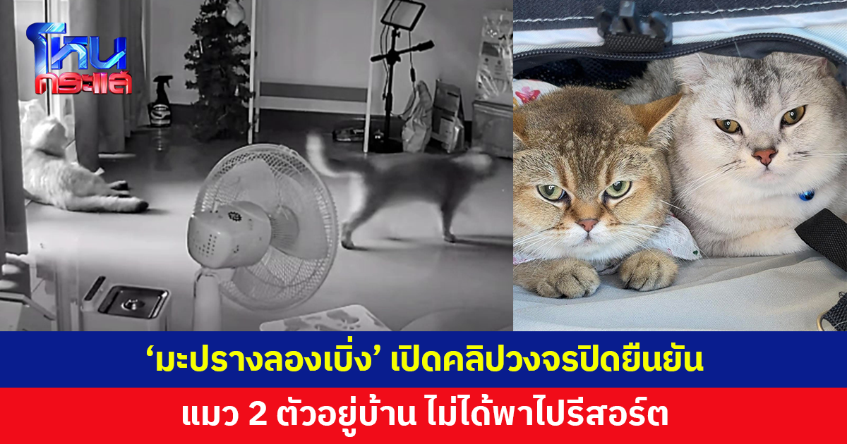 'มะปรางลองเบิ่ง' อินฟลูฯ สาวเปิดคลิปวงจรปิดยืนยัน แมว 2 ตัวอยู่บ้าน