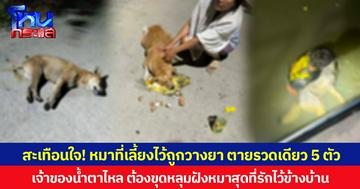 สะเทือนใจ! หมาที่เลี้ยงไว้ถูกวางยา ตายรวดเดียว 5 ตัว เจ้าของน้ำตาไหล ต้องขุดหลุมฝังหมาสุดที่รักไว้ข้างบ้าน