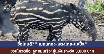 สวนสัตว์เปิดเขาเขียว ชวนโหวตชื่อลูกสมเสร็จ "หมอนทอง-แตงไทย-เมเปิ้ล" ลุ้นเงินรางวัล 3,000 บาท