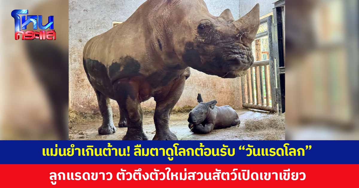 แม่นยำเกินต้าน! ลืมตาดูโลกต้อนรับ "วันแรดโลก" (22 ก.ย.) "เจ้าตัวจิ๋ว" ตัวตึงตัวใหม่สวนสัตว์เปิดเขาเขียว เตรียมเปิดโหวตตั้งชื่อ