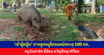หมูวัดสุดน่ารัก! 'เจ้าอู๊ดอู๊ด' จากลูกหมูตัวเล็กที่ชาวบ้านเอามาถวาย โตจนหนักทะลุ 100 กก.
