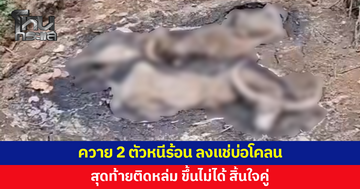 สลด ควาย 2 ตัวหนีร้อน ลงแช่บ่อโคลน สุดท้ายขึ้นไม่ได้ สิ้นใจ 