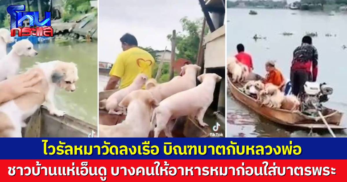 หลวงพ่อเปิดใจไวรัล พาน้องหมาวัดลงเรือบิณฑบาต มากันเต็มลำ ตัวไหนมาก่อนได้ลงเรือก่อน ตัวไหนมาไม่ทันก็อดเที่ยว