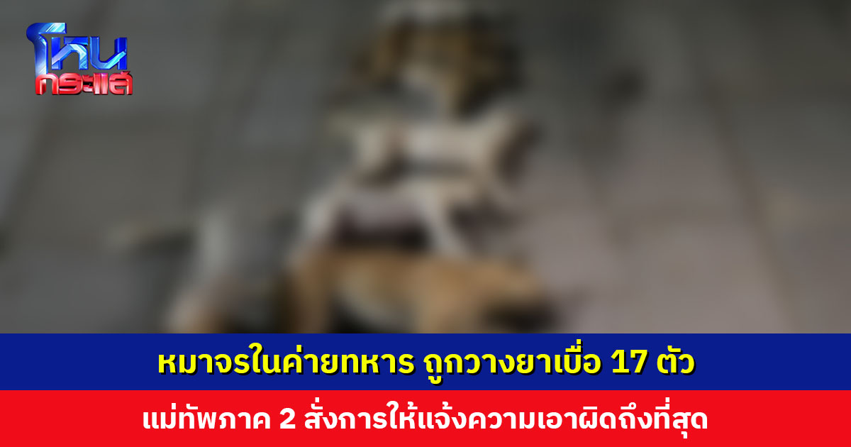 หมาจรในค่ายทหาร ถูกวางยาเบื่อ 17 ตัว แม่ทัพภาค 2 สั่งการให้แจ้งความเอาผิดถึงที่สุด