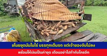 ขโมยขุดมันในไร่ บรรทุกเต็มรถ แต่เจ้าของจับไม่ลง พร้อมให้เงินเป็นค่าขุด