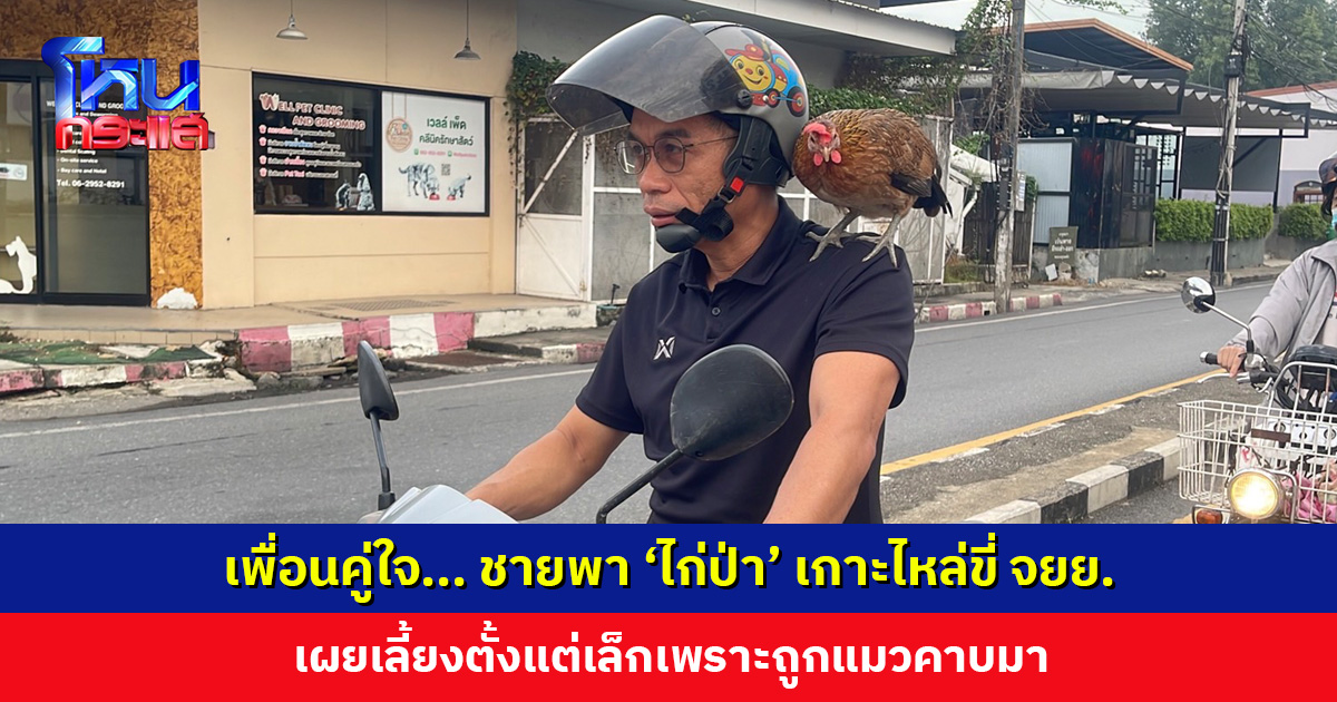 ชายพา ‘ไก่ป่า’ เกาะไหล่ขี่ จยย. เผยเลี้ยงตั้งแต่เล็กเพราะถูกแมวคาบมา