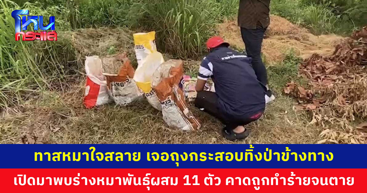 ทาสหมาใจสลาย หมาพันธุ์ผสม 11 ตัว ถูกทำร้ายจนตาย นำร่างยัดกระสอบทิ้งป่าข้างทาง