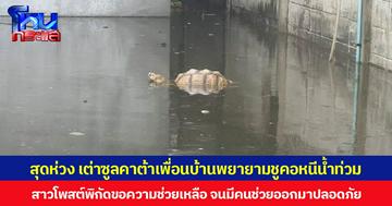 สุดห่วง เต่าซูลคาต้าเพื่อนบ้านพยายามชูคอหนีน้ำท่วม สาวโพสต์พิกัดขอความช่วยเหลือ จนมีคนช่วยออกมาปลอดภัย