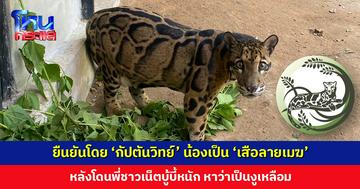 ยืนยันโดย ‘กัปตันวิทย์’ น้องเป็น ‘เสือลายเมฆ’ หลังโดนพี่ชาวเน็ตบู้บี้หนัก หาว่าเป็นงูเหลือม