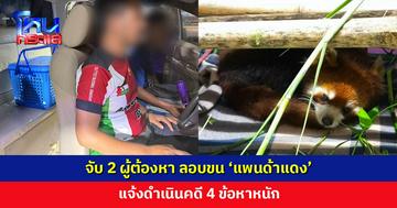 จับ 2 ผู้ต้องหา ลอบขน ‘แพนด้าแดง’ ไม่มีใบอนุญาต