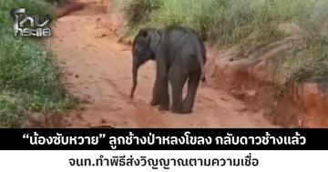 “น้องซับหวาย” ลูกช้างป่าพลัดหลงจากโขลง กลับดาวช้างแล้ว  เจ้าหน้าที่นิมนต์พระทำพิธีส่งวิญญาณตามความเชื่อ