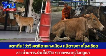 แตกตื่น! วัววิ่งเตลิดกลางเมืองเชียงใหม่ หนีตายจากโรงเชือด ชาวบ้าน-ตร.ร่วมไถ่ชีวิต ถวายพระครูอ๊อดดูแล