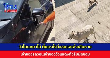 วัวโดนหมาไล่ ตื่นตกใจวิ่งชนรถเก๋งเสียหาย เจ้าของรถวอนเจ้าของวัวแสดงตัวรับผิดชอบ