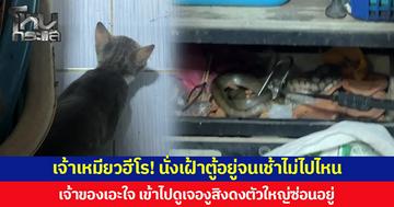 เจ้าเหมียวฮีโร! นั่งเฝ้าตู้อยู่จนเช้าไม่ไปไหน เจ้าของเอะใจ เข้าไปดู เจองูสิงดงตัวใหญ่ซ่อนอยู่