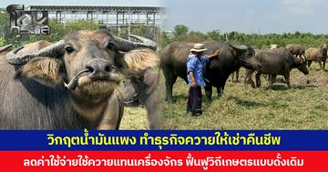 วิกฤตน้ำมันแพง ทำธุรกิจควายให้เช่าคืนชีพ ลดค่าใช้จ่ายใช้ควายแทนเครื่องจักร ฟื้นฟูวิถีเกษตรแบบดั้งเดิม