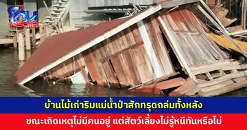 บ้านไม้เก่าริมแม่น้ำป่าสักทรุดถล่มทั้งหลัง ขณะเกิดเหตุไม่มีคนอยู่ แต่สัตว์เลี้ยงยังไม่รู้ชะตากรรม