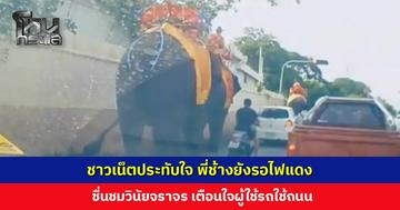 ชาวเน็ตประทับใจ พี่ช้างยังรอไฟแดง ชื่นชมวินัยจราจร เตือนใจผู้ใช้รถใช้ถนน