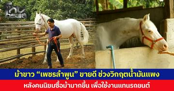 ม้าขาว “เพชรลำพูน” ขายดี ช่วงวิกฤตน้ำมันแพง หลังคนนิยมซื้อม้ามากขึ้น เพื่อใช้งานแทนรถยนต์