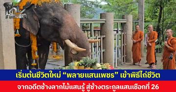 เริ่มต้นชีวิตใหม่ “พลายแสนเพชร” เข้าพิธีไถ่ชีวิต จากอดีตช้างลากไม้แสนรู้ สู่ช้างตระกูลแสนเชือกที่ 26