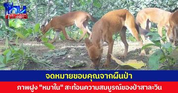 จดหมายขอบคุณจากผืนป่า กรมอุทยานแห่งชาติฯ เผยภาพฝูง "หมาใน" สะท้อนความอุดมสมบูรณ์ของป่าสาละวิน