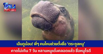 เอ็นดูน้อน! พี่ๆ คนไหนช่วยตั้งชื่อ ‘ตระกูลหมู’ บ้าง คาดไม่เกิน 7 วัน หลานหมูเด้งคลอดแล้ว ชื่อหมูไรดี ?
