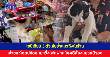 ไซบีเรียน 3 ตัวไล่ขย้ำแมวถึงในร้าน เจ้าของโอดปล่อยหมาวิ่งเพ่นพ่าน โชคดีน้องแมวหนีรอดหวุดหวิด