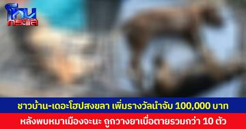 ชาวบ้าน-เดอะโฮปสงขลา เพิ่มรางวัลนำจับ 100,000 บาท หลังพบหมาเมืองจะนะ ถูกวางยาเบื่อตายรวมกว่า 10 ตัว