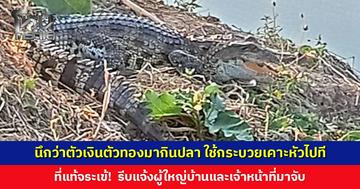 นึกว่าตัวเงินตัวทองจะมากินปลาในบ่อ ชาวบ้านใช้กระบวยตักน้ำเคาะหัว ที่แท้เป็นจระเข้!