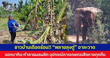 ชาวบ้านเดือดร้อน!! “พลายลุงตู่” อาละวาด ออกมากิน-ทำลายผลผลิต อุปกรณ์การเกษตรเสียหายทุกคืน จนท.เร่งผลักดันกลับเข้าป่า