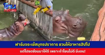 ฟาร์มจระเข้และสวนสัตว์ สมุทรปราการ ชวนให้อาหารฮิปโป แต่ซ้อมมาให้ดี เพราะถ้าโยนไม่ดี มีงอน!