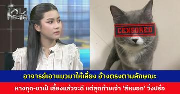 อาจารย์เอาแมวมาให้เลี้ยง อ้างตรงตามลักษณะ หางกุด-ขาเป๋ เลี้ยงแล้วจะดีขึ้น แต่สุดท้าย เจ้า 'สีหมอก' วิ่งปร๋อ